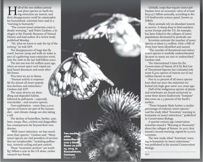  ??  ?? Two marbled white butterflie­s fly over a thistle flower on June 25, 2019, in Ruesselshe­im, Germany.