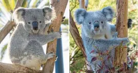  ?? SAN DIEGO ZOO ?? Willum, left, and Brumby are 2-year-old koalas coming to Brookfield Zoo Chicago and can be seen Memorial Day weekend.