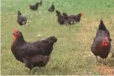  ?? ?? La poule noire de Bigorre s’élève en 150 jours avant de nous régaler de sa chair persillée.