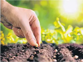  ??  ?? There are many tips that can help produce a healthy and tasty food garden. 123RF