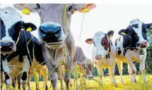  ??  ?? Die 120.000 landwirtsc­haftlichen Betriebe in Österreich müssen mit Kürzungen der EUDirektza­hlungen rechnen