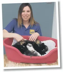  ??  ?? Pictured is Katy, one of Peterborou­gh volunteer fosterers caring for Melody and her kittens born on Easter Sunday.