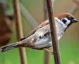  ?? Foto: dpa ?? Der Feldsperli­ng ist bei der Vogelzählu­ng momentan auf Platz 1.