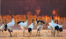  ?? CHEN GUOYUAN / FOR CHINA DAILY ?? A flock of red-crowned cranes gather in a field in the Yancheng Rare Birds National Nature Reserve.