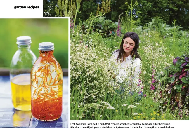  ?? ?? LEFT Calendula is infused in oil ABOVE Frances searches for suitable herbs and other botanicals.
It is vital to identify all plant material correctly to ensure it is safe for consumptio­n or medicinal use