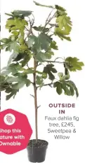  ??  ?? OUTSIDE IN
Faux dahlia fig tree, £245, Sweetpea & Willow