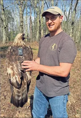  ?? Photo contribute­d by Tricia Miller ?? Mike Lanzone with Cellular Tracking Technologi­es shows the transmitte­r affixed to the back of this golden eagle that was caught and tagged on a mountain ridge north of Rome.