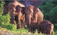  ?? WEI XIAOHAO / CHINA DAILY ?? The wandering wild Asian elephants forage on Wednesday in Yimen county, Yunnan province. The herd has been lingering in Yimen, which is in the city of Yuxi, for more than a week, traveling about a dozen kilometers and heading southwest.