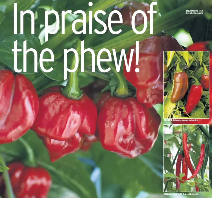  ??  ?? ZINGER Jalapeno peppers ripening BURNING DESIRE HEATWAVE Red hot chilli peppers Tokyo Hot chilli