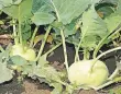  ?? FOTO: SABINE WEIS ?? Kohlrabi werden fast ausschließ­lich in Deutschlan­d verzehrt.