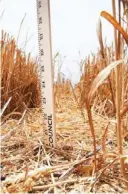  ??  ?? A yardstick stands in a crack 20 inches deep June 3 in a wheat field near Faxon. Since, about 2.5 inches of rain has fallen in this particular area, after the start of harvest.