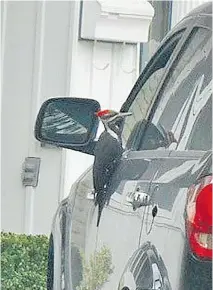  ?? BEV REYNOLDS ?? Many species of birds react to their reflection in a window or a car mirror. This apparent territoria­l Pileated Woodpecker objected to the “visitor” and cracked two mirrors on a car.