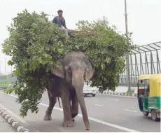  ?? — AFP ?? Delhi is no longer a suitable home for elephants and authoritie­s have ordered the seizure of the last six left in the city.