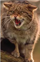  ??  ?? REAL THING: The Scottish wildcat