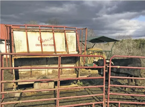  ??  ?? Some 200 head of Wagyu cattle roam River Jordan Farm in Huntly, a short distance from where
Jim Yates' father and greatgrand­father each raised cattle.
Jim is the fifth generation of his family to have been cattle farmers in the county since before the
Civil War.