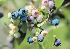  ?? MATHEW MCCARTHY WATERLOO REGION RECORD ?? Blueberrie­s grow on a bush at TNT Berries.