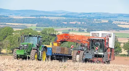  ??  ?? Potato harvesting under way at Newhouse of Glamis this week, with Desiree being lifted for export.