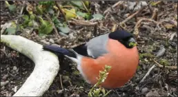  ?? Photo by Clarence Irrigoo Jr. ?? EURASIAN BULLFINCH– This showy, plump finch is normally found across northern regions of Europe and Asia, breeding no closer than southern Chukotka. Strays occasional­ly show up on St. Lawrence, Nunivak and the Aleutian Islands and the coastal mainland of Alaska. They feed on a variety of seeds, buds, fruits and shoots. In October 2020, Clarence Irrigoo Jr. caught this beautiful male bullfinch feeding on scurvygras­s (Cochlearia) in the far boneyard. Only 25 previous sightings of Eurasian bullfinche­s had been recorded in Alaska prior to 2019, and ten of them were at Gambell.