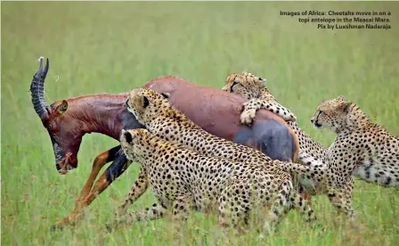  ??  ?? Images of Africa: Cheetahs move in on a topi antelope in the Maasai Mara. Pix by Luxshman Nadaraja