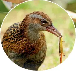  ?? PHOTOS: KINT, SALLIE BASSETT and PAMELA WADE ?? Ka¯ piti Island’s friendly feathered friends include stitchbird­s, main image; weka, above; the little spotted kiwi, top right; morepork, right, and korora¯ .