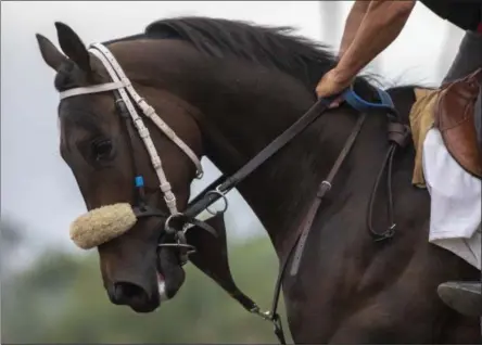  ?? DAVID MCNEW/GETTY IMAGES ?? Race horses are seen during their morning workout at Santa Anita Park racetrack on June 15, 2019 in Arcadia, California. Following criticism from California Gov. Gavin Newsom and a call by the California Horse Racing Board for the owners to shut down racing for the rest of its meet due to of horse fatalities, track owners have agreed to implement a “safety review team” of five independen­t veterinari­ans to evaluate all horses prior to the remaining races at the track. If just one member of the team questions the fitness of a horse, that horse will not be permitted to race. A total of 29 horses have died at the Santa Anita Park since the season began in December. More than 60 horses have reportedly perished at the track since the start of 2018.