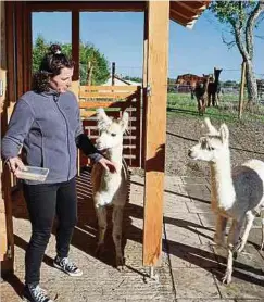  ?? ?? Für die Tiere, Kinder und Erzieher ist die Situation noch relativ neu.