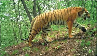  ?? PROVIDED TO CHINA DAILY ?? A Siberian tiger photograph­ed in Hunchun, Jilin province, in 2015.