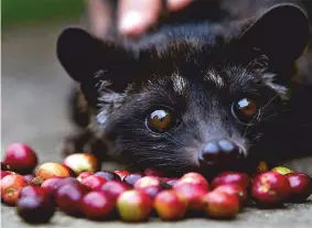  ?? ?? L’animaletto indonesian­o si ciba delle bacche per poi trasformar­le in kopi luwak