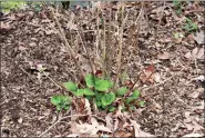  ?? (Special to the Arkansas DemocratGa­zette/Janet B. Carson) ?? When hydrangeas have been clobbered by winter cold, their spring growth appears only at the soil line, not along the canes.