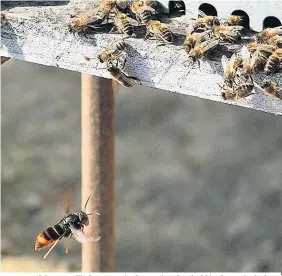  ??  ?? Some of the most likely new arrivals to gain a foothold in the UK include the Asian hornet, above, which kills honeybees and sea myrtle, pictured left, a shrub which can take over habitats from native species