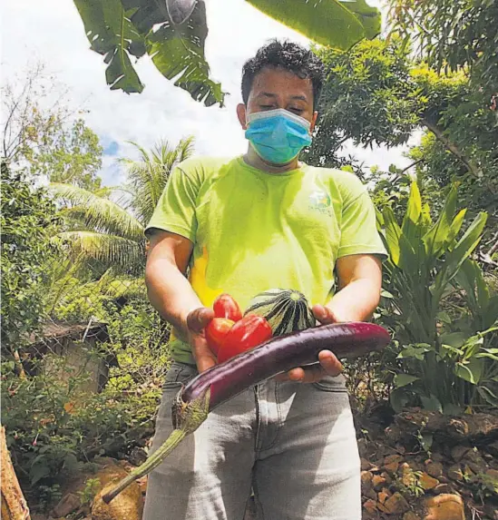  ??  ?? Producción La FAO pide ayuda crediticia para los agricultor­es y generar empleos.