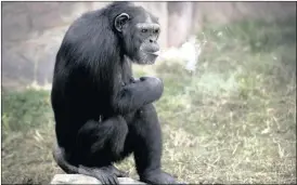  ?? PICTURE: AP ?? Azalea, a 19-year-old female chimpanzee, who smokes a packet of cigarettes a day, at the Central Zoo in Pyongyang, North Korea.