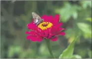  ??  ?? A silver-spotted skipper butterfly lands atop a zinnia.