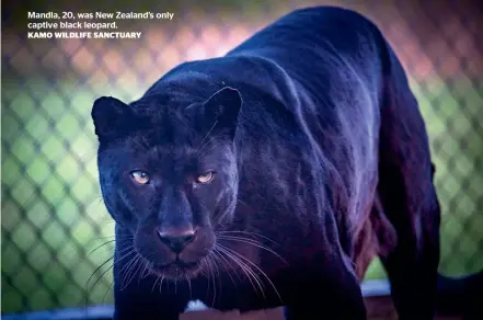  ?? KAMO WILDLIFE SANCTUARY ?? Mandla, 20, was New Zealand’s only captive black leopard.