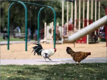  ?? PHOTOS BY ARIC CRABB — STAFF PHOTOGRAPH­ER ?? Roosters roam the grounds at Emma Prusch Farm Park in San Jose. Many roosters and chickens are abandoned at the park.