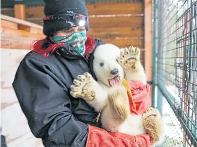  ?? ?? BEARING UP WELL: The baby polar bear gets a health check from a vet at Highland Wildlife Park.