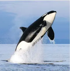  ?? — ELAINE THOMPSON/AP FILES ?? An endangered female orca leaps from the water while breaching in Puget Sound, near the B.C.-Washington state border.