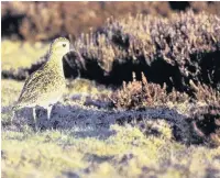  ??  ?? Golden plover on mossland