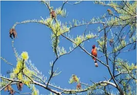  ?? JACOB LANGSTON/STAFF PHOTOGRAPH­ER ?? A northern cardinal sits perched high atop a tree at Gatorland. The Orlando animal attraction has become a popular destinatio­n for bird watchers and photograph­ers each spring.