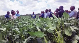 ?? ?? Pastors from the Seventh Day Adventist tour President Mnangagwa’s thriving soya bean crop at his Precabe Farm in Kwekwe yesterday