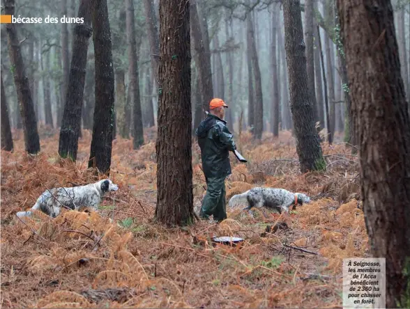  ??  ?? À Seignosse, les membres de l’Acca bénéficien­t de 2360 ha pour chasser en forêt.