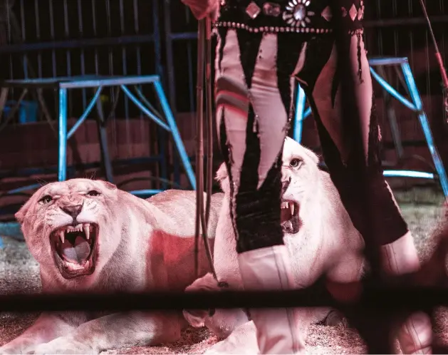  ??  ?? Circus lions a pair of lions submit to their trainer at a circus in france. they will be confined to small cages and often beaten between performanc­es. nikon d800, 135mm f/2, 1/200 sec, f/3.5, iso2000