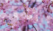  ?? ?? Japan’s world-famous cherry blossoms are emerging earlier in the spring due to a warming climate. Photo: Japan Meteorolog­ical Agency