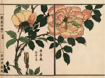  ?? (FLORILEGIU­S/LEEMAGE) ?? «Rosa sulphurea». Estampe coloriée à la main de Kono Bairei (1844-1895), tirée du recueil «Kusa Bana Hyakushu» (Cent variétés de fleurs), Tokyo, Yamada, 1901.