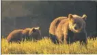  ?? PHOTO: SIMON AGER ?? Special permits and small group travel provide guests with exclusive access to the lives of North American bears.