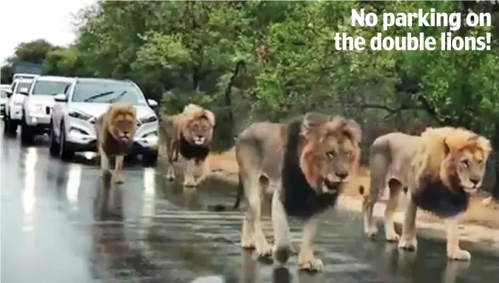  ?? ?? Mane road: Four lions prove they are kings of the highway by strolling in front of cars in South Africa’s Kruger National Park. None of the drivers dared beep their horns