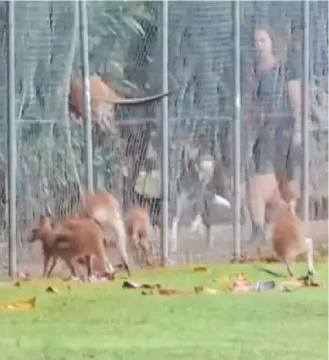  ?? Picture: SCREENSHOT/SUPPLIED ?? SHOCKING: Residents filmed wallabies throwing themselves into a new fence at the Centrals Trinity Beach Bulldogs AFL Club grounds in a desperate bid to escape dogs.