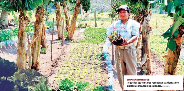  ?? PROBIOTEC ?? EMPRENDIMI­ENTOSPeque­ños agricultor­es recuperan las tierras con siembra e incansable­s cuidados.
