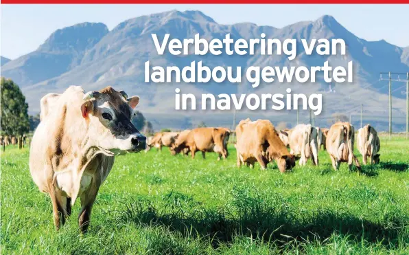  ??  ?? Die Jerseykudd­e van sowat 800 beeste op die Outeniquan­avorsingsp­laas is die grootste navorsings­kudde in sy soort in Suid-Afrika.