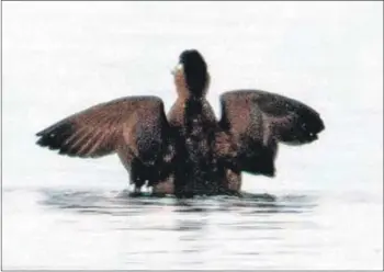  ?? Photograph­s: Alex Penn ?? The surf scoter takes flight.